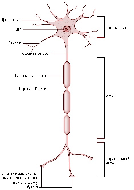 Схема строения нейрона